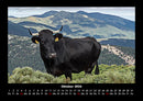 Kuhkalender Fotokalender 2026 - 10