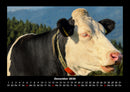 Kuhkalender Fotokalender 2026 - 12