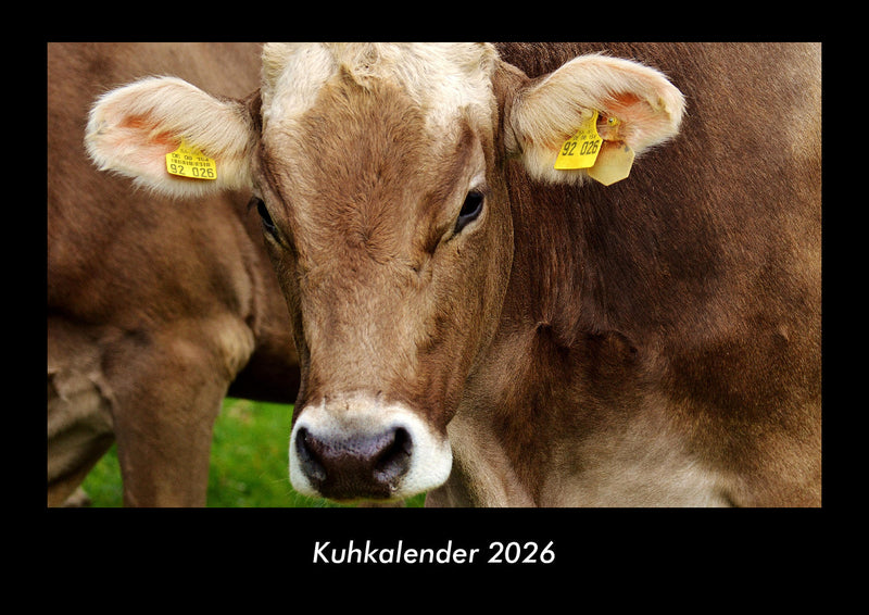 Kuhkalender Fotokalender 2026 - Hauptbild