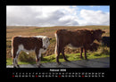 Kuhkalender Fotokalender 2026 - 2