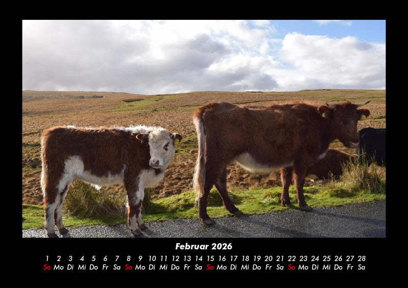 Kuhkalender Fotokalender 2026 - 2
