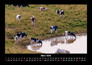 Kuhkalender Fotokalender 2026 - 3