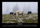 Kuhkalender Fotokalender 2026 - 4