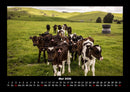 Kuhkalender Fotokalender 2026 - 5