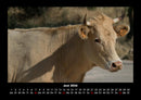 Kuhkalender Fotokalender 2026 - 6