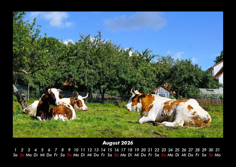 Kuhkalender Fotokalender 2026 - 8