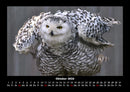 Vogelparadies Fotokalender 2026 - 10