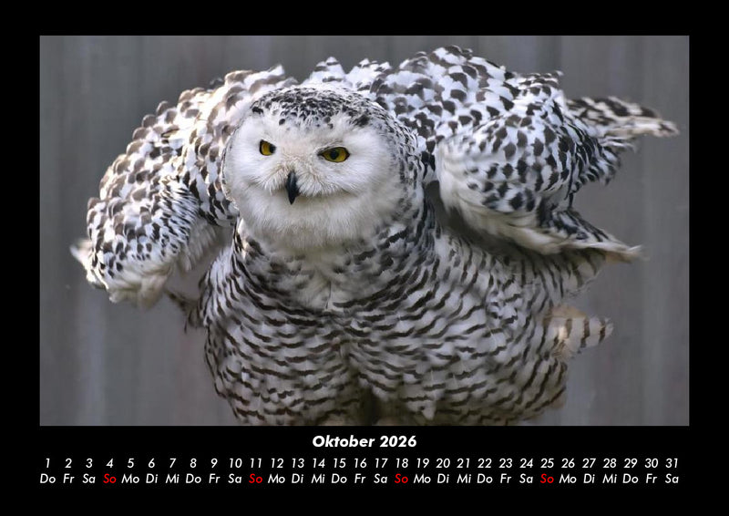 Vogelparadies Fotokalender 2026 - 10