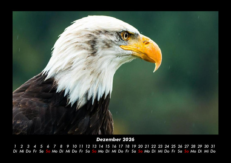 Vogelparadies Fotokalender 2026 - 12