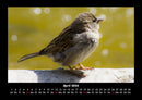 Vogelparadies Fotokalender 2026 - 4