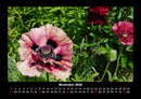 Blumenträume Fotokalender 2026 - 11