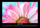 Blumenträume Fotokalender 2026 - 1