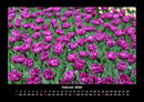 Blumenträume Fotokalender 2026 - 2
