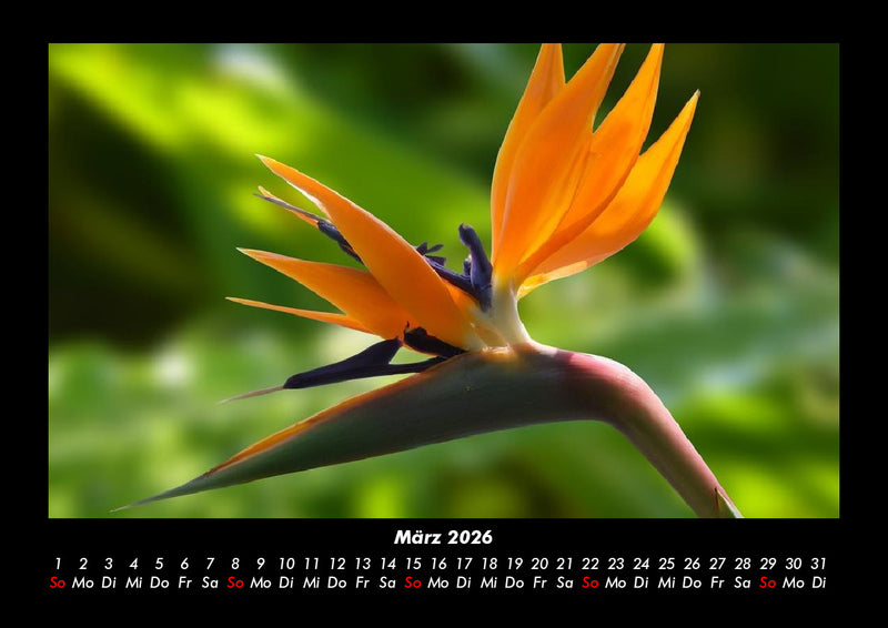 Blumenträume Fotokalender 2026 - 3