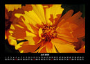 Blumenträume Fotokalender 2026 - 7