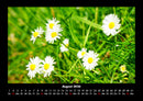 Blumenträume Fotokalender 2026 - 8