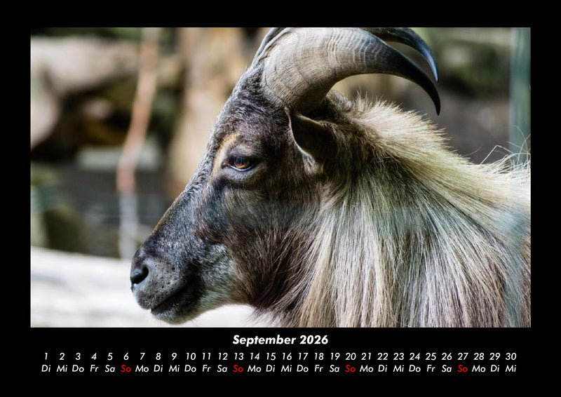 Tiere auf dem Bauernhof Fotokalender 2026 - 9