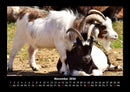 Tiere auf dem Bauernhof Fotokalender 2026 - 11