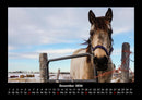 Tiere auf dem Bauernhof Fotokalender 2026 - 12