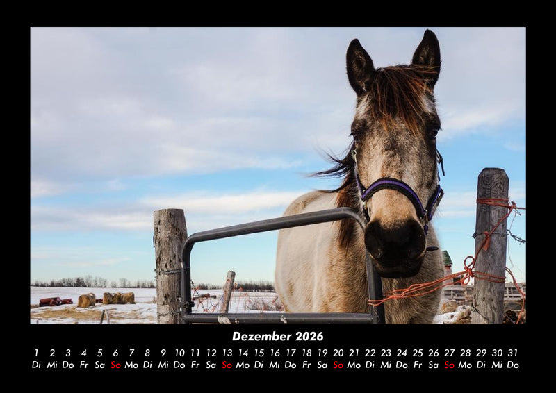 Tiere auf dem Bauernhof Fotokalender 2026 - 12