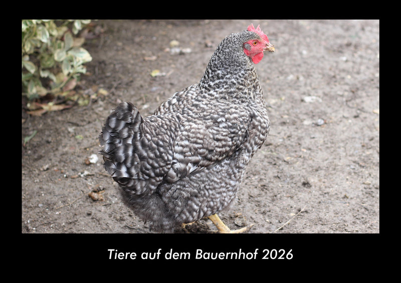 Tiere auf dem Bauernhof Fotokalender 2026 - Hauptbild