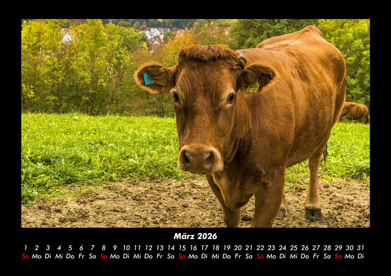 Tiere auf dem Bauernhof Fotokalender 2026 - 3