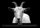 Tiere auf dem Bauernhof Fotokalender 2026 - 5