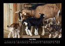 Tiere auf dem Bauernhof Fotokalender 2026 - 6
