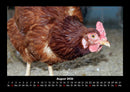 Tiere auf dem Bauernhof Fotokalender 2026 - 8