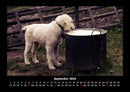 Welpen Fotokalender 2026 - 9