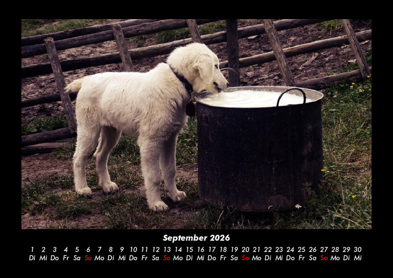 Welpen Fotokalender 2026 - 9