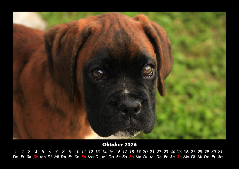 Welpen Fotokalender 2026 - 10