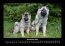 Welpen Fotokalender 2026 - 11