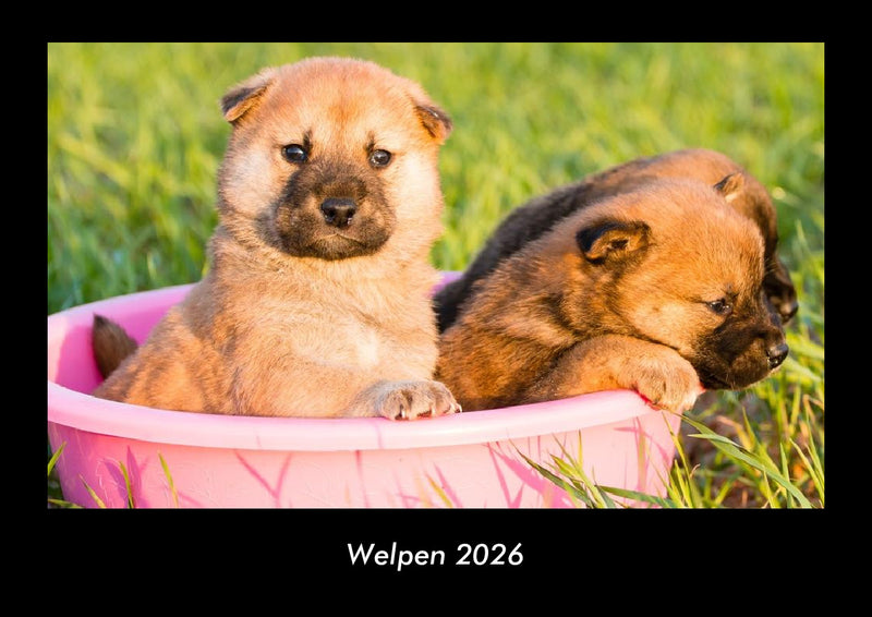 Welpen Fotokalender 2026 - Hauptbild
