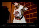 Welpen Fotokalender 2026 - 1
