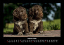 Welpen Fotokalender 2026 - 2