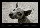 Welpen Fotokalender 2026 - 3