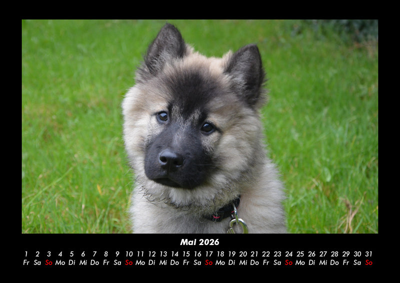 Welpen Fotokalender 2026 - 5