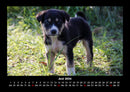 Welpen Fotokalender 2026 - 6