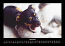 Welpen Fotokalender 2026 - 7