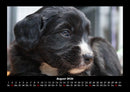 Welpen Fotokalender 2026 - 8