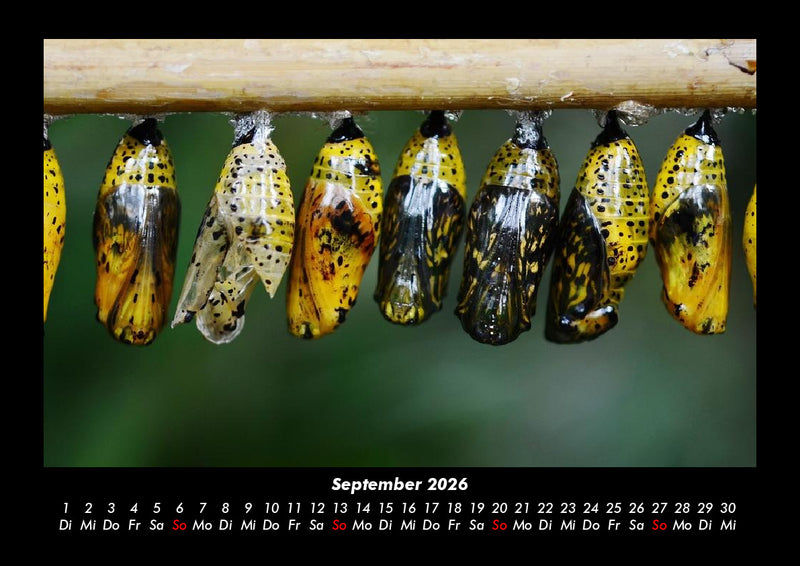 Bunte Pracht der Schmetterlinge Fotokalender 2026 - 9