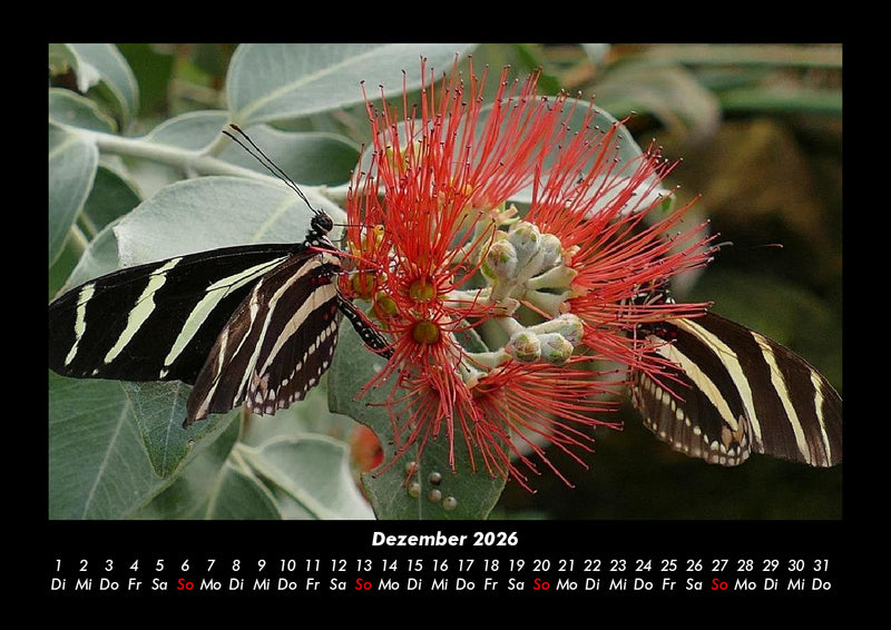 Bunte Pracht der Schmetterlinge Fotokalender 2026 - 12