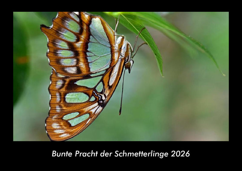 Bunte Pracht der Schmetterlinge Fotokalender 2026 - Hauptbild