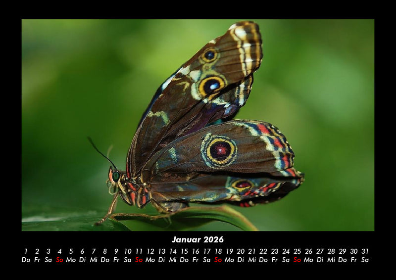 Bunte Pracht der Schmetterlinge Fotokalender 2026 - 1