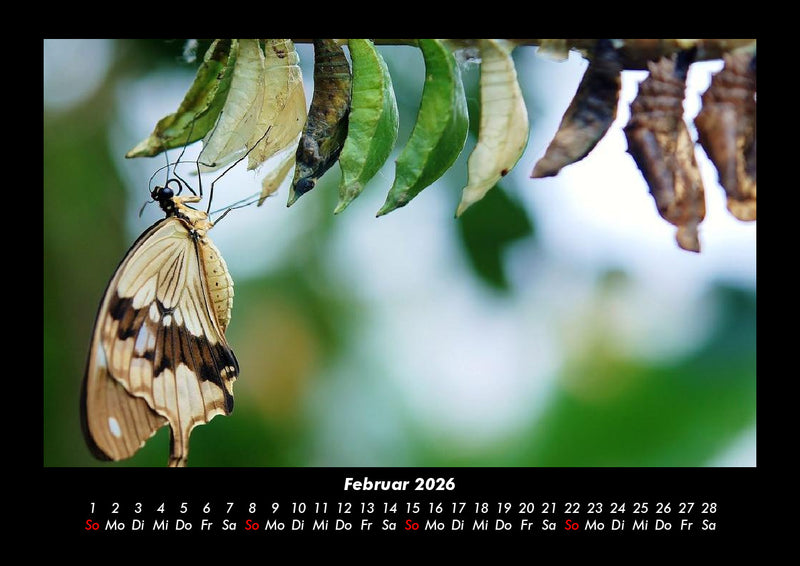 Bunte Pracht der Schmetterlinge Fotokalender 2026 - 2