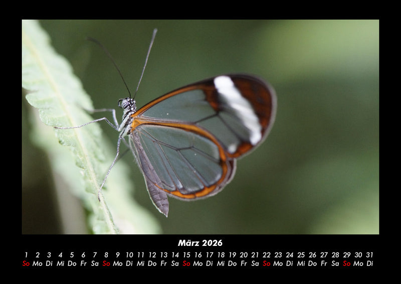 Bunte Pracht der Schmetterlinge Fotokalender 2026 - 3