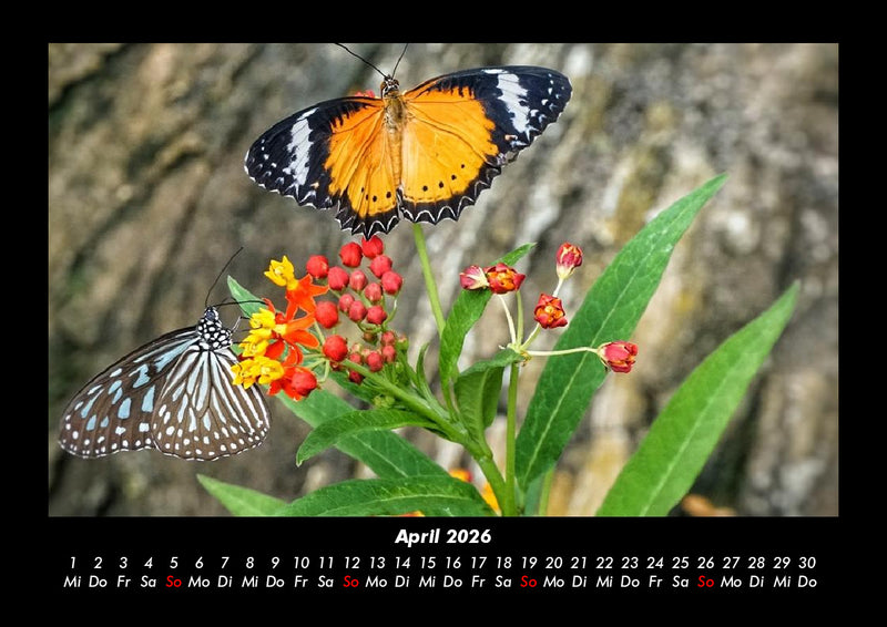 Bunte Pracht der Schmetterlinge Fotokalender 2026 - 4