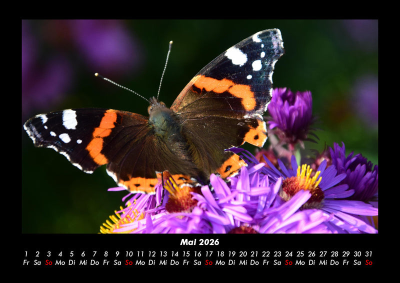 Bunte Pracht der Schmetterlinge Fotokalender 2026 - 5