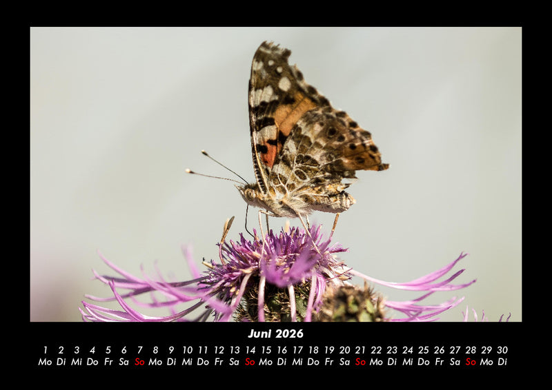Bunte Pracht der Schmetterlinge Fotokalender 2026 - 6